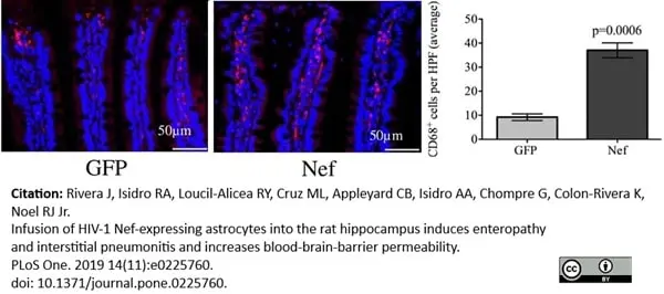Anti Rat CD68 Antibody, clone ED1 gallery image 54
