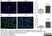 Anti Rat CD68 Antibody, clone ED1 thumbnail image 55