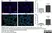 Anti Rat CD68 Antibody, clone ED1 thumbnail image 55