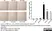 Anti Rat CD68 Antibody, clone ED1 thumbnail image 56