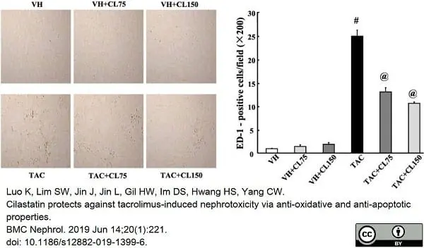 Anti Rat CD68 Antibody, clone ED1 gallery image 56
