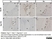 Anti Rat CD68 Antibody, clone ED1 thumbnail image 57