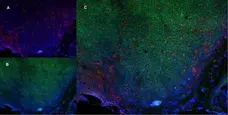 Anti Rat CD68 Antibody, clone ED1 gallery image 6
