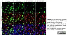 Anti Rat CD68 Antibody, clone ED1 gallery image 60