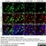 Anti Rat CD68 Antibody, clone ED1 thumbnail image 60