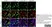 Anti Rat CD68 Antibody, clone ED1 thumbnail image 60