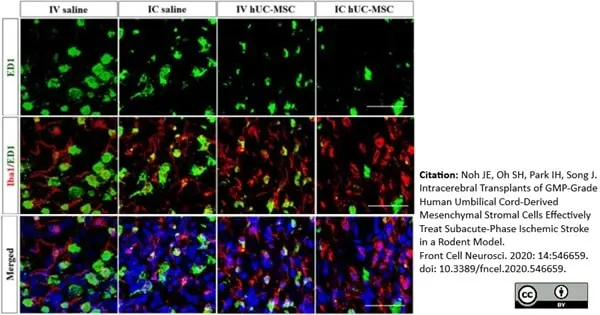 Anti Rat CD68 Antibody, clone ED1 gallery image 60