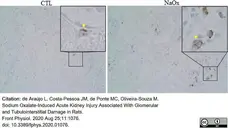Anti Rat CD68 Antibody, clone ED1 gallery image 61