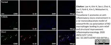 Anti Rat CD68 Antibody, clone ED1 gallery image 63