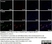 Anti Rat CD68 Antibody, clone ED1 thumbnail image 63