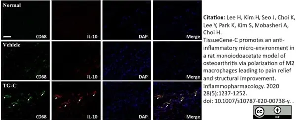 Anti Rat CD68 Antibody, clone ED1 gallery image 63