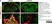 Anti Rat CD68 Antibody, clone ED1 thumbnail image 65