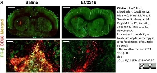 Anti Rat CD68 Antibody, clone ED1 gallery image 65