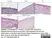 Anti Rat CD68 Antibody, clone ED1 thumbnail image 66