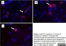Anti Rat CD68 Antibody, clone ED1 gallery image 67