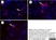 Anti Rat CD68 Antibody, clone ED1 thumbnail image 67