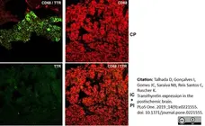 Anti Rat CD68 Antibody, clone ED1 gallery image 68