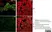 Anti Rat CD68 Antibody, clone ED1 thumbnail image 68