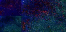 Anti Rat CD68 Antibody, clone ED1 gallery image 7