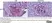 Anti Rat CD68 Antibody, clone ED1 thumbnail image 70