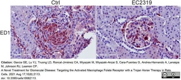 Anti Rat CD68 Antibody, clone ED1 gallery image 70