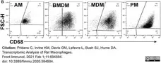 Anti Rat CD68 Antibody, clone ED1 gallery image 71