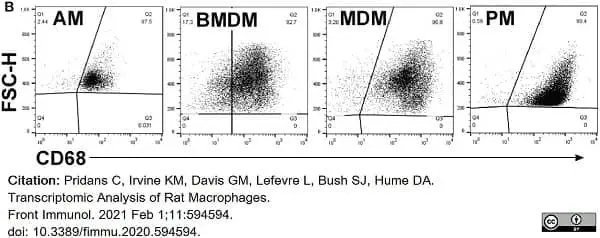 Anti Rat CD68 Antibody, clone ED1 gallery image 71