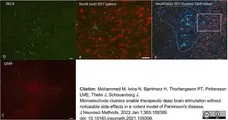 Anti Rat CD68 Antibody, clone ED1 gallery image 73