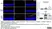 Anti Rat CD68 Antibody, clone ED1 thumbnail image 76