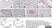 Anti Rat CD68 Antibody, clone ED1 thumbnail image 77