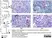 Anti Rat CD68 Antibody, clone ED1 thumbnail image 78