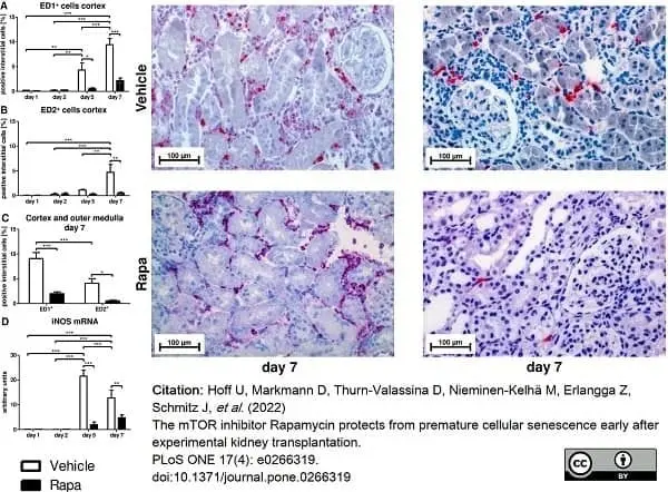 Anti Rat CD68 Antibody, clone ED1 gallery image 78