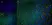 Anti Rat CD68 Antibody, clone ED1 thumbnail image 8