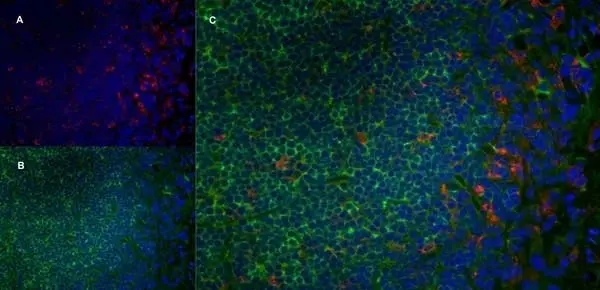 Anti Rat CD68 Antibody, clone ED1 gallery image 8