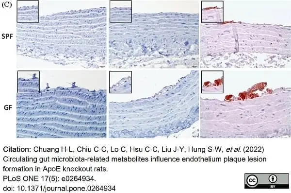 Anti Rat CD68 Antibody, clone ED1 gallery image 82