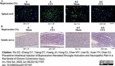 Anti Rat CD68 Antibody, clone ED1 gallery image 84