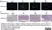 Anti Rat CD68 Antibody, clone ED1 thumbnail image 84