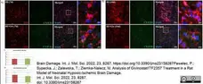 Anti Rat CD68 Antibody, clone ED1 gallery image 86