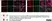 Anti Rat CD68 Antibody, clone ED1 thumbnail image 86