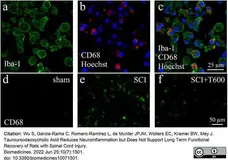 Anti Rat CD68 Antibody, clone ED1 gallery image 87