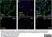 Anti Rat CD68 Antibody, clone ED1 thumbnail image 87