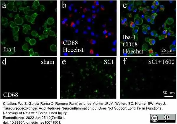 Anti Rat CD68 Antibody, clone ED1 gallery image 87