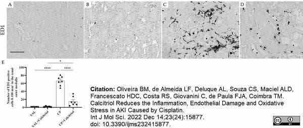 Anti Rat CD68 Antibody, clone ED1 gallery image 89