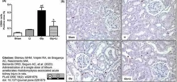 Anti Rat CD68 Antibody, clone ED1 gallery image 91
