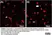 Anti Rat CD68 Antibody, clone ED1 thumbnail image 92