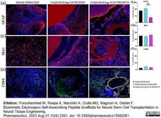 Anti Rat CD68 Antibody, clone ED1 gallery image 93