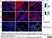 Anti Rat CD68 Antibody, clone ED1 thumbnail image 93