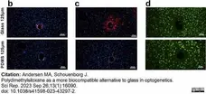 Anti Rat CD68 Antibody, clone ED1 gallery image 94