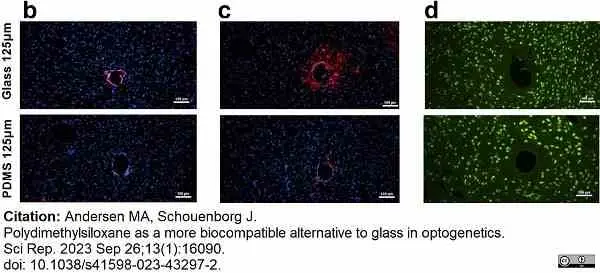Anti Rat CD68 Antibody, clone ED1 gallery image 94