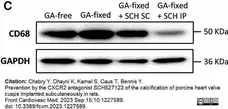 Anti Rat CD68 Antibody, clone ED1 gallery image 96